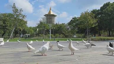 蓝天白云喂食广场白鸽动物视频的预览图